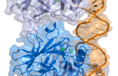 Quy trình công nghệ sản xuất protein p53 tái tổ hợp